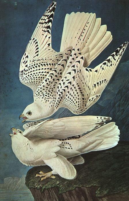 John James Audubon White Gerfalcons oil painting image